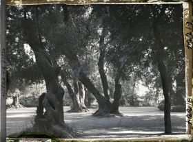 Image représentant Oliviers centenaires dans le bois sacré
