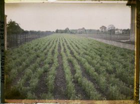 Image représentant Seine et Oise, Marly-le Roy, Culture de pois