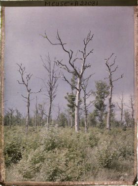Image représentant France, Tranchées de Calonnes, Les Taillis des Sauls, 1ères lignes françaises