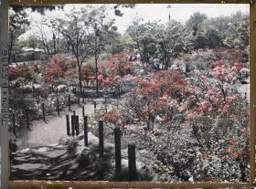 Image représentant Le parc de Hibiya (Hibiya-koen) : allée bordée d'azalées