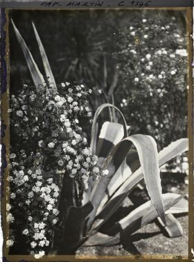 Image représentant le jardin