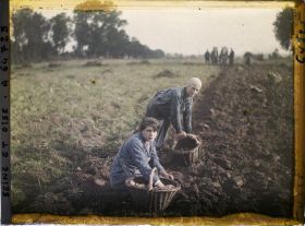 Image représentant Ile de France, Maffliers, Jeunes filles ramassant les pommes de terre après le passage de la charrue