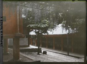 Image représentant Sanctuaire Kasuga-Jinja (ou Kasuga-Taisha) : la glycine Sunazurino-fuji