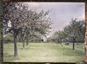 Image représentant La pommeraie