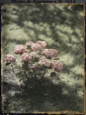 Image représentant Hortensias roses