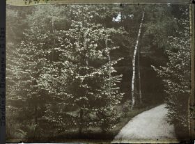 Image représentant La forêt dorée