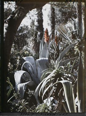 Image représentant le Jardin