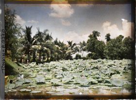 Image représentant Un étang couvert de lotus en fleurs