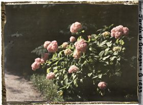Image représentant Pied d'hortensia
