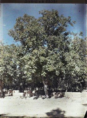 Image représentant Noyer au bord d'une route