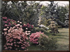 Image représentant Massif de rhododendrons et d'azalées en fleurs bordant le marais à l'est