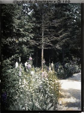 Image représentant Prairie fleurie à l'orée de la forêt vosgienne