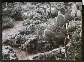 Image représentant le Jardin