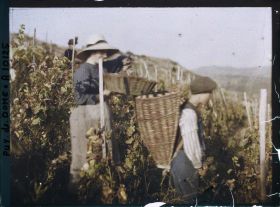 Image représentant France, Sauvagnat, Une jeune Vendangeuse et son panier de raisins