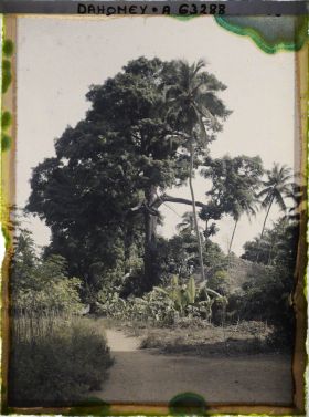 Image représentant Espèces arboricoles : Kapokiers, cocotiers, bananiers et manioc