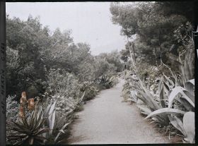 Image représentant Une allée bordée de plantes exotiques