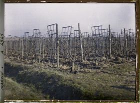 Image représentant Culture traditionnelle de la vigne
