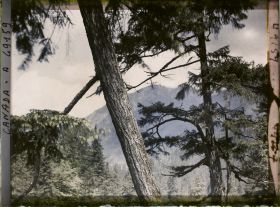 Image représentant Canada, Vancouver, Capilane Canyon, Paysage dans les Gorges