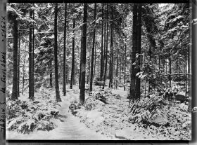 Image représentant La forêt vosgienne