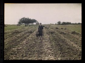 Image représentant Ile de France, Pontoise, Femmes occupées au ramassage des pommes de terre