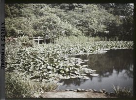 Image représentant Parc Sankeien, étang couvert de lotus