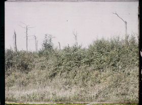 Image représentant France, Combles, Le bois de Leuze