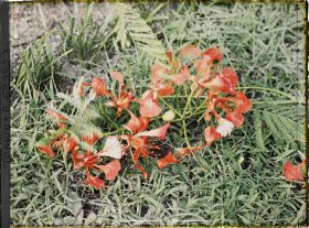 Image représentant Un rameau de flamboyant en fleurs, coupé