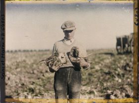Image représentant Seine et Marne, Guermantes, Echantillons de Betteraves à sucre