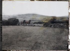 Image représentant Deux chevaux