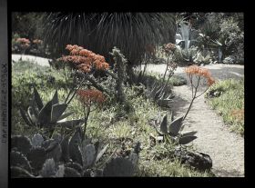 Image représentant Bords d'allées verdoyants ponctués d'aloès en fleurs