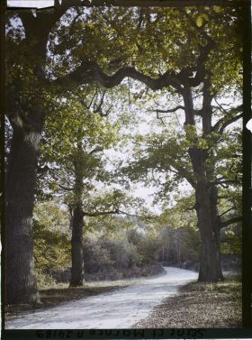 Image représentant Forêt