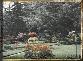Image représentant Rhododendrons et azalées en fleurs au bord d'un chemin qui longe le marais en direction de l'ouest
