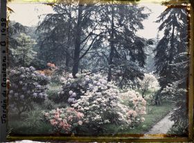 Image représentant Rhodos et azalées