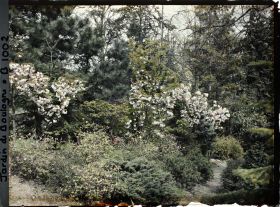 Image représentant Massif arbustif ponctué de prunus en fleur, non loin du pont rouge du " sanctuaire japonais " ?
