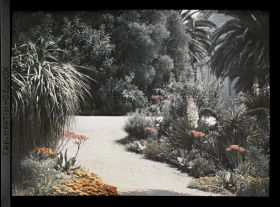 Image représentant Plantes tapissantes, aloès et yuccas en fleurs aux abords de la villa Kahn, vue prise à 9 h