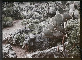 Image représentant le Jardin