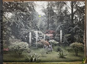 Image représentant Azalées et eremurus sur la pelouse bordée par la forêt bleue
