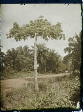 Image représentant Ligne télégraphique suspendue à un kapokier le long de la route d'Adjohoun