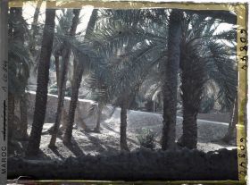 Image représentant Contre-jour dans la palmeraie