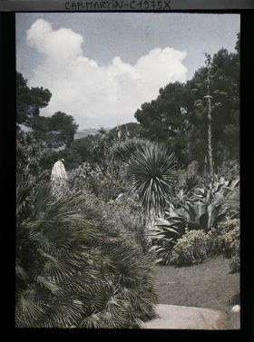 Image représentant Massif de plantes exotiques au bord de l'allée descendant de la villa Kahn, vu vers le nord-ouest