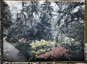 Image représentant Azalées bordant le chemin qui longe le laboratoire. Derrière les sapins de la forêt bleue on devine la pelouse près du  marais (à droite)