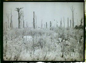 Image représentant France, Bois des Loges, Le Bois des Loges près Lassigny (neige)