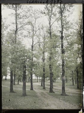 Image représentant Ancienne forêt de chênes typique de la Šumadija