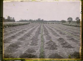 Image représentant Ile de France, Frepillon, Culture d'asperges