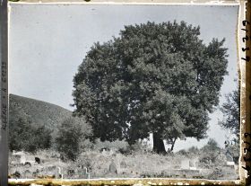Image représentant Un caroubier centenaire