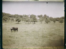 Image représentant Ile de France, Montroult, Pâturages