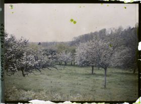 Image représentant Pommiers en fleurs