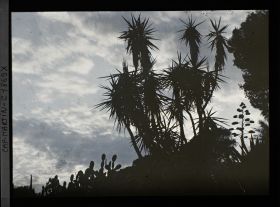 Image représentant Yucca, cactus, fleur d'agave et pins se découpant à contre-jour sur un ciel nuageux
