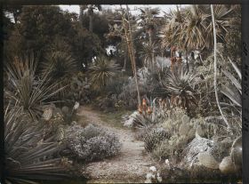 Image représentant Une allée de plantes exotiques