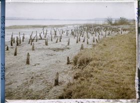 Image représentant Site palafittique préhistorique des Alpes, pieux en bois visibles lors de la baisse des eaux après la grande sécheresse de 1921
